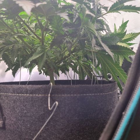 It's Brittney Biscotti Bitch growlog timeline photo