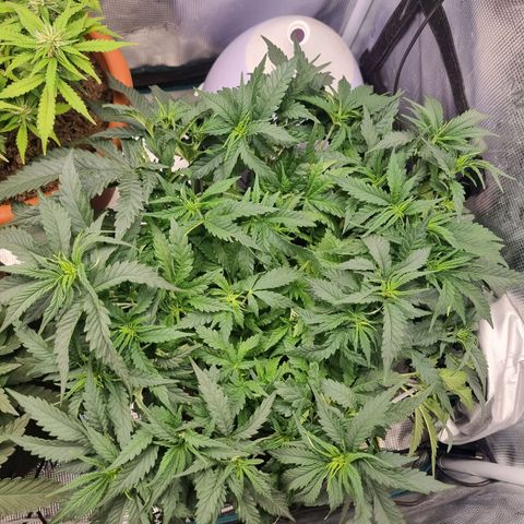 It's Brittney Biscotti Bitch growlog timeline photo