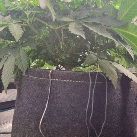 Her name's Bruciepoo growlog timeline photo