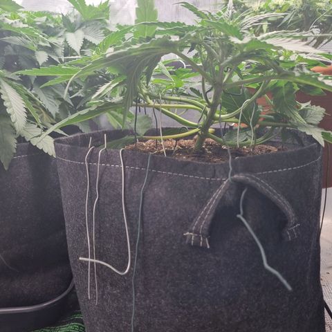 The Satino Prøject growlog timeline photo