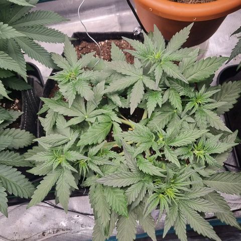 The Satino Prøject growlog timeline photo