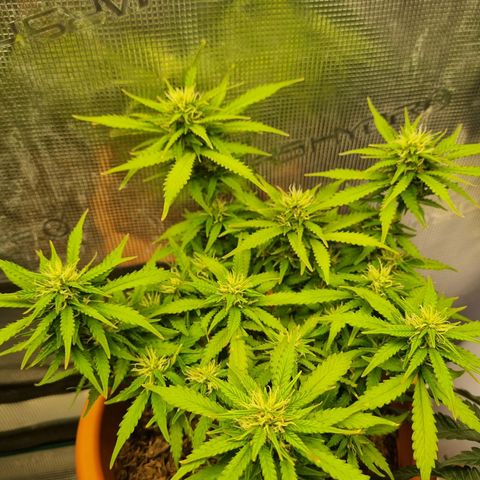 Patricia's Bitch Ass growlog timeline photo