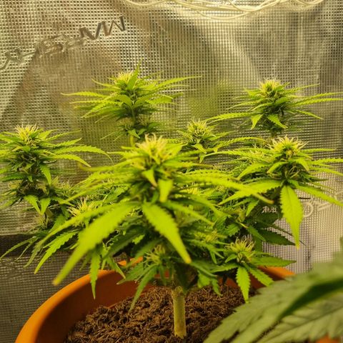 Patricia's Bitch Ass growlog timeline photo