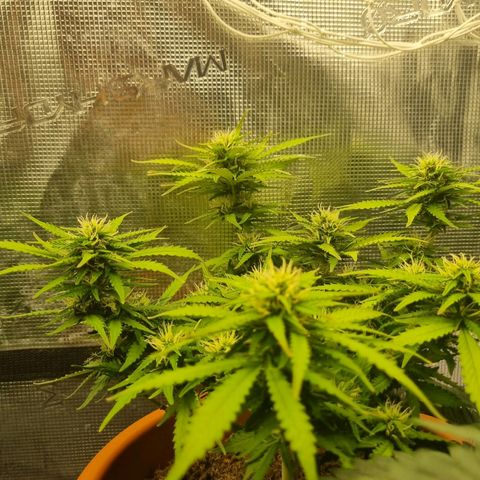 Patricia's Bitch Ass growlog photo: Her progress the last couple days makes me think next weekend will be harvest time. I hope so because I need the room 