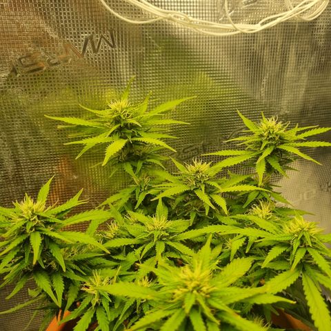Patricia's Bitch Ass growlog photo: Her progress the last couple days makes me think next weekend will be harvest time. I hope so because I need the room 