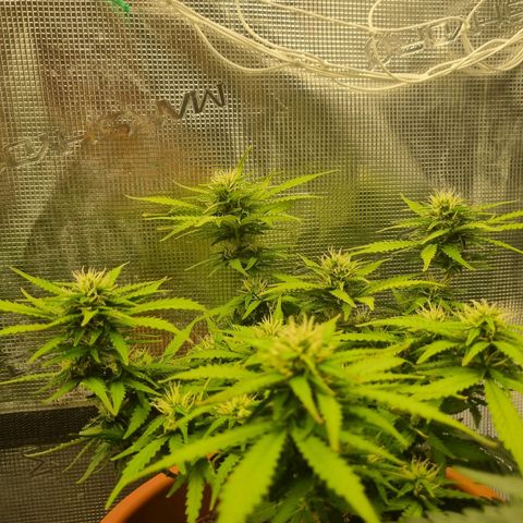 Patricia's Bitch Ass growlog photo: Her progress the last couple days makes me think next weekend will be harvest time. I hope so because I need the room 