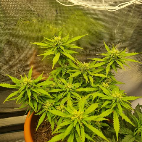 Patricia's Bitch Ass growlog photo: Her progress the last couple days makes me think next weekend will be harvest time. I hope so because I need the room 