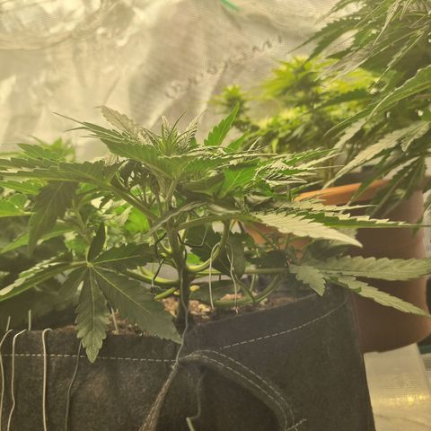 The Satino Prøject growlog timeline photo