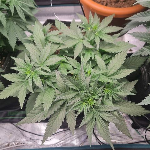 The Satino Prøject growlog timeline photo