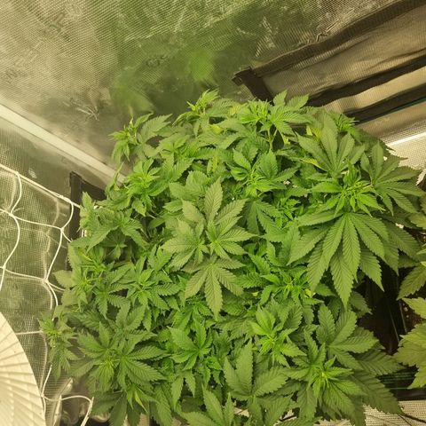 Her name's Bruciepoo growlog timeline photo
