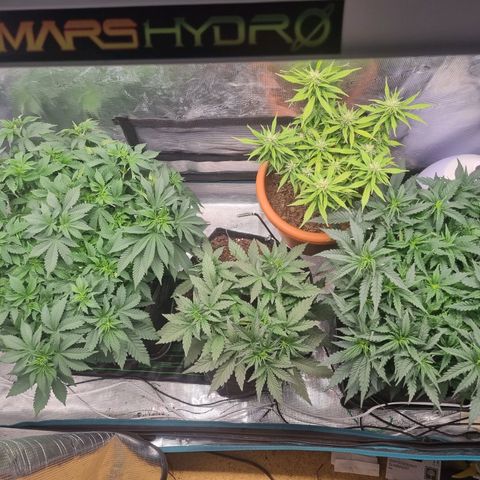 Patricia's Bitch Ass growlog timeline photo