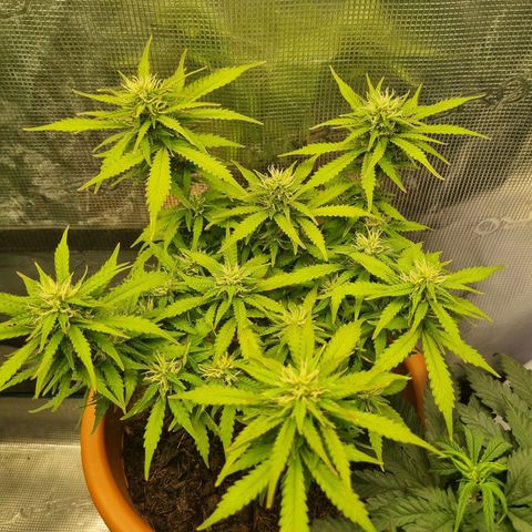 Patricia's Bitch Ass growlog timeline photo
