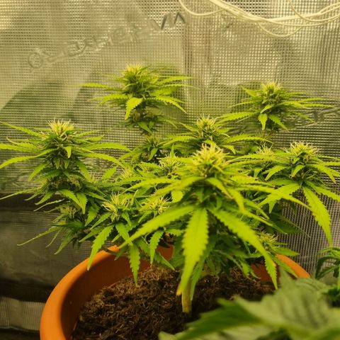 Patricia's Bitch Ass growlog timeline photo