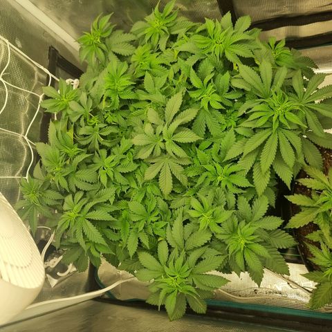 Her name's Bruciepoo growlog timeline photo