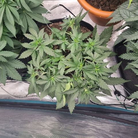 The Satino Prøject growlog timeline photo