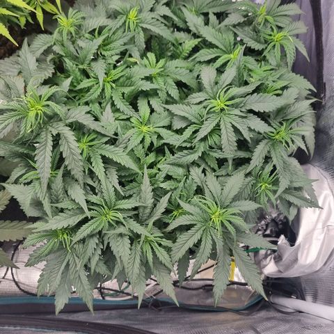 It's Brittney Biscotti Bitch growlog timeline photo