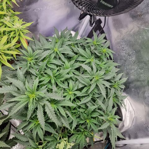 It's Brittney Biscotti Bitch growlog timeline photo