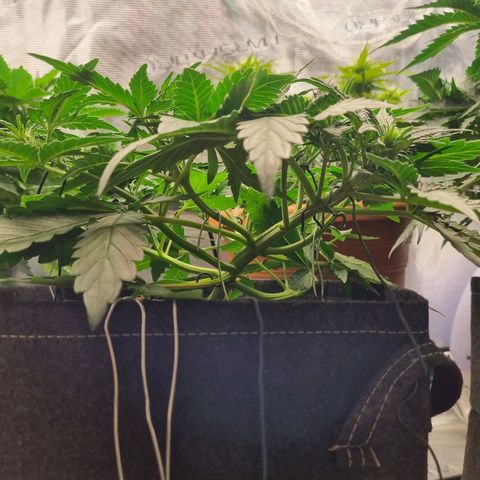 The Satino Prøject growlog timeline photo