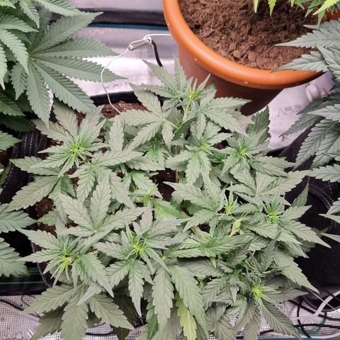 The Satino Prøject growlog timeline photo
