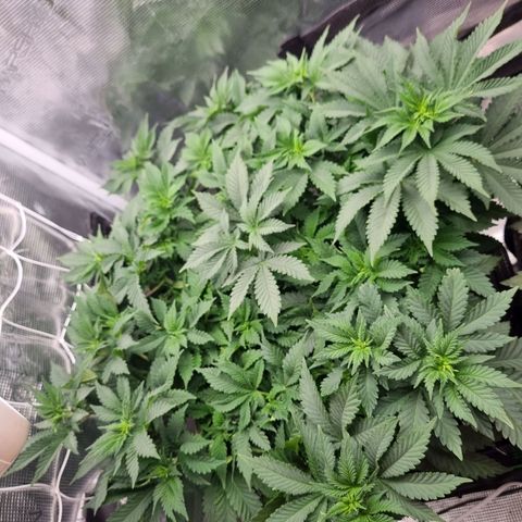 Her name's Bruciepoo growlog timeline photo
