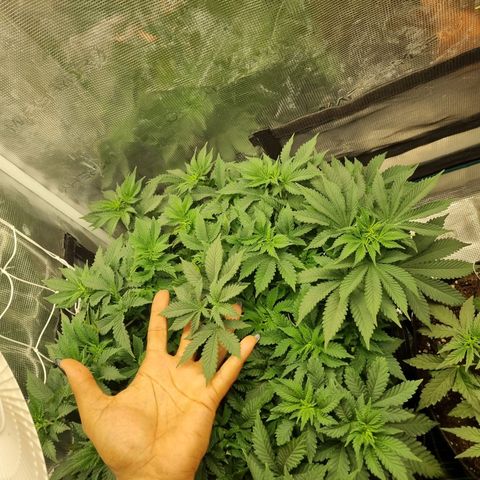 Her name's Bruciepoo growlog timeline photo