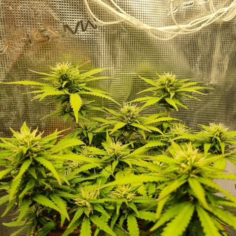 Patricia's Bitch Ass growlog timeline photo