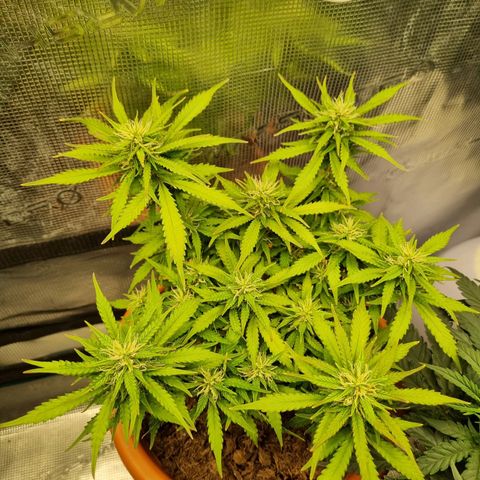 Patricia's Bitch Ass growlog timeline photo
