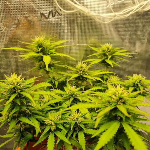 Patricia's Bitch Ass growlog timeline photo
