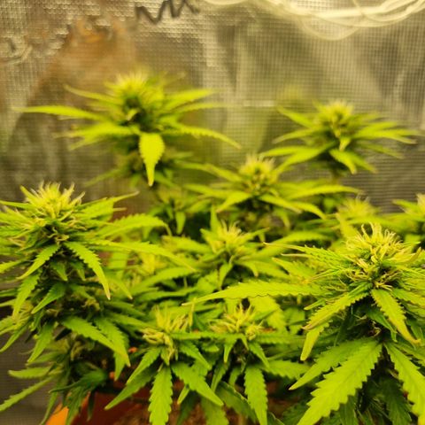 Patricia's Bitch Ass growlog timeline photo
