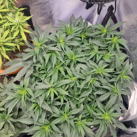 It's Brittney Biscotti Bitch growlog timeline photo