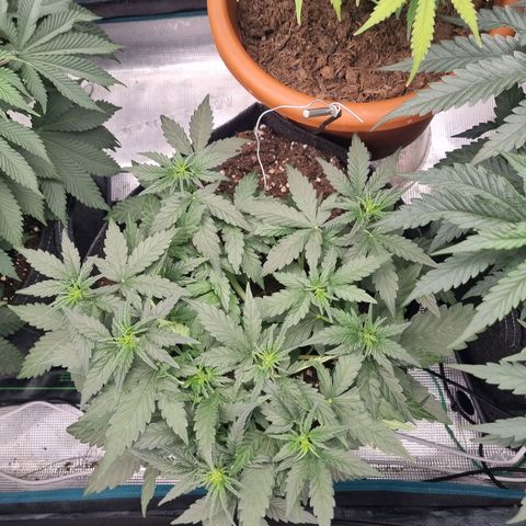 The Satino Prøject growlog timeline photo