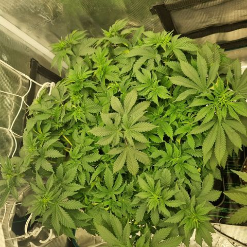 Her name's Bruciepoo growlog timeline photo