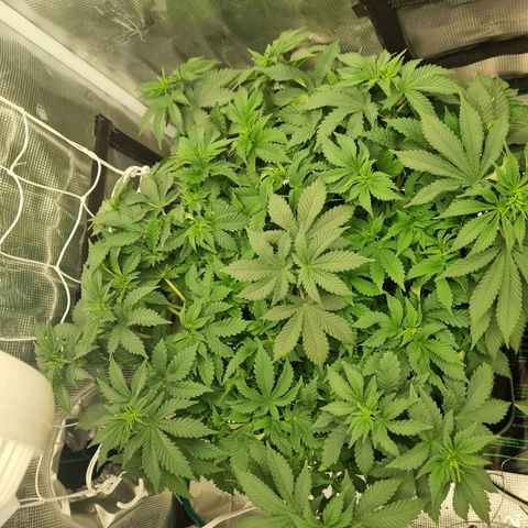 Her name's Bruciepoo growlog timeline photo