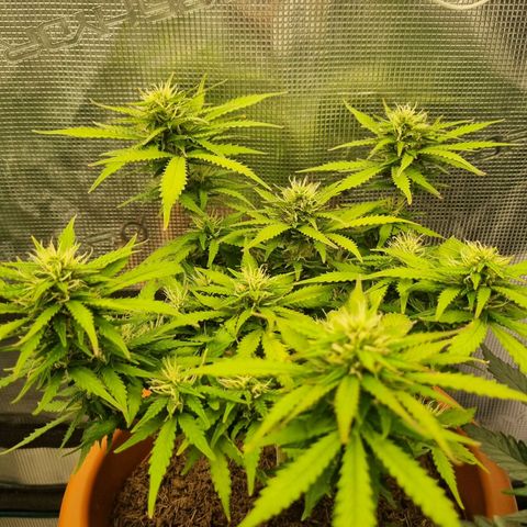 Patricia's Bitch Ass growlog timeline photo