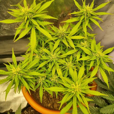 Patricia's Bitch Ass growlog timeline photo