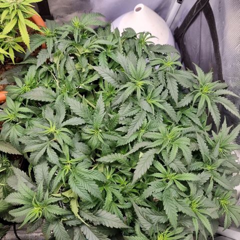 It's Brittney Biscotti Bitch growlog timeline photo