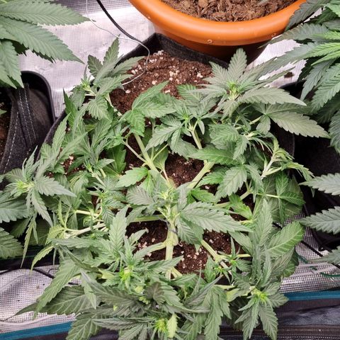 The Satino Prøject growlog timeline photo