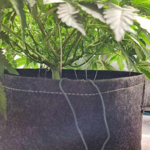 Her name's Bruciepoo growlog timeline photo