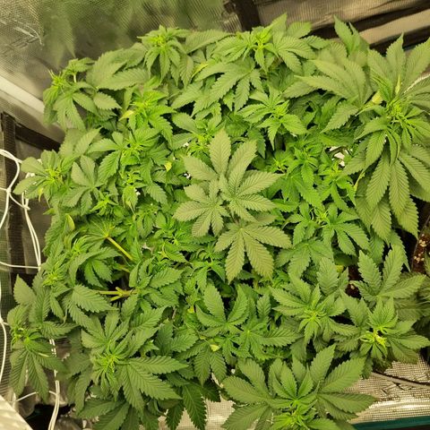 Her name's Bruciepoo growlog timeline photo