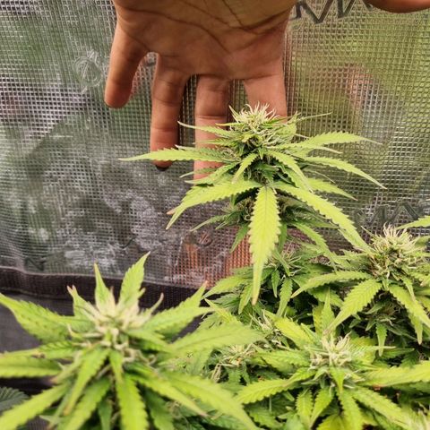 Patricia's Bitch Ass growlog timeline photo