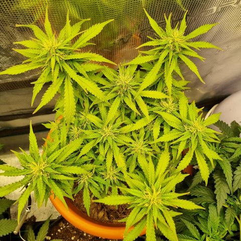Patricia's Bitch Ass growlog timeline photo