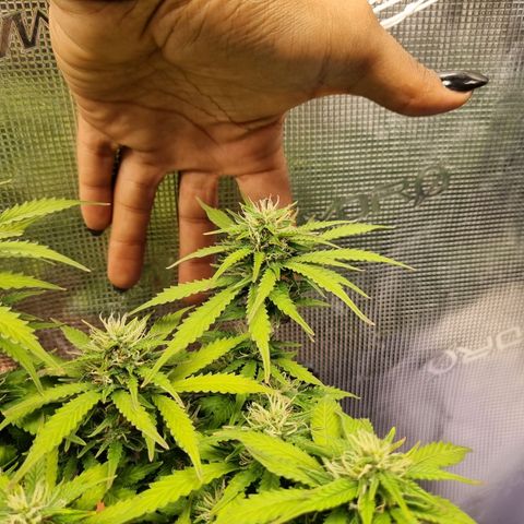 Patricia's Bitch Ass growlog timeline photo