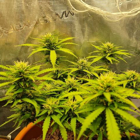 Patricia's Bitch Ass growlog timeline photo