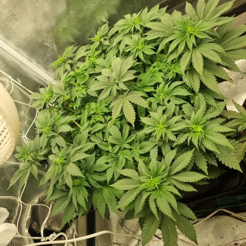 Her name's Bruciepoo growlog timeline photo