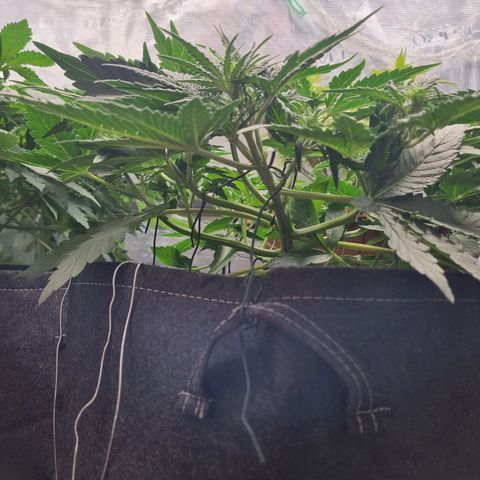 The Satino Prøject growlog timeline photo