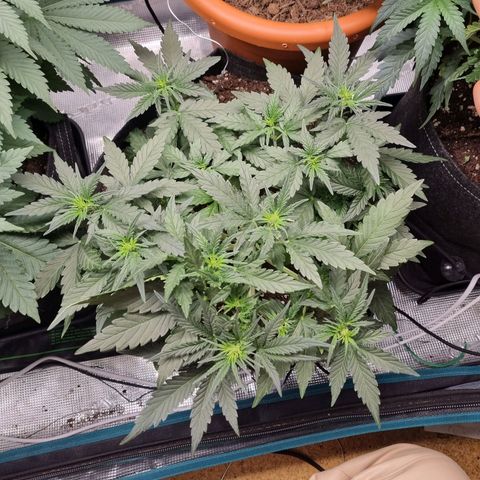 The Satino Prøject growlog timeline photo