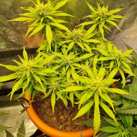 Patricia's Bitch Ass growlog timeline photo
