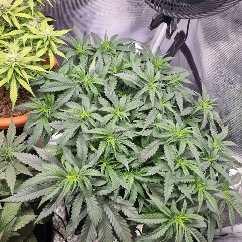 It's Brittney Biscotti Bitch growlog timeline photo