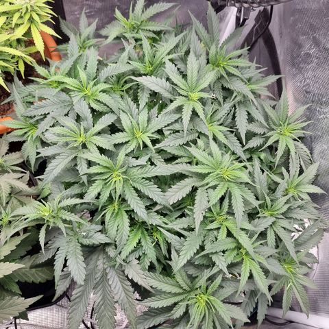It's Brittney Biscotti Bitch growlog timeline photo