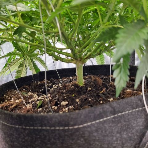 It's Brittney Biscotti Bitch growlog timeline photo